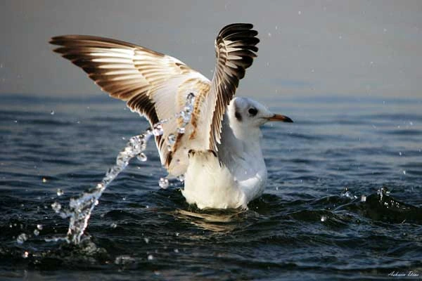 Nal-Sarovar-Bird