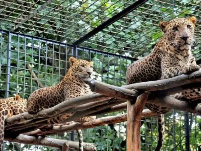 kankariya zoo